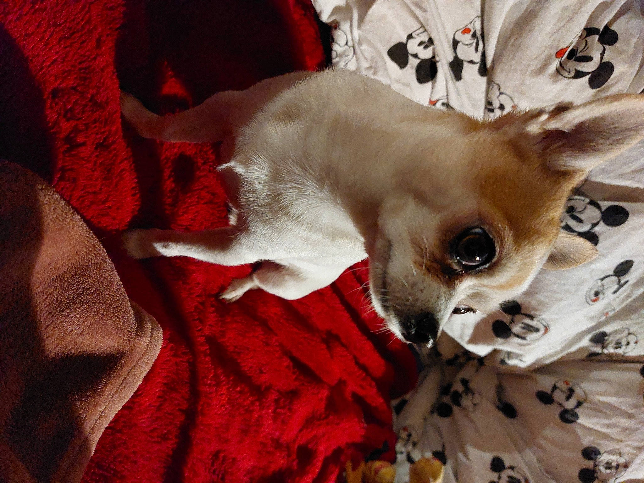 Poupy a rejoint le concours — aidez-le/la à gagner de superbes lots ! canidae, carmine, carnivore, chihuahua, comfort, companion_dog, corgi_chihuahua, dog, dog_breed, dog_supply, ear, fawn, felidae, fur, linens, small_to_medium_sized_cats, snout, toy_dog, whiskers, working_animal