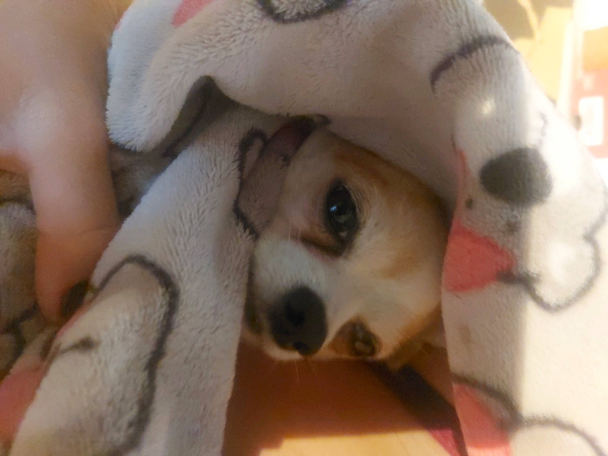 Poupy participe au concours pour gagner de l'argent avec cette photo : bored, canidae, carnivore, companion_dog, dog, dog_breed, ear, fawn, fur, non_sporting_group, nose, paw, snout, sporting_group, terrestrial_animal, toy_dog, whiskers, working_animal