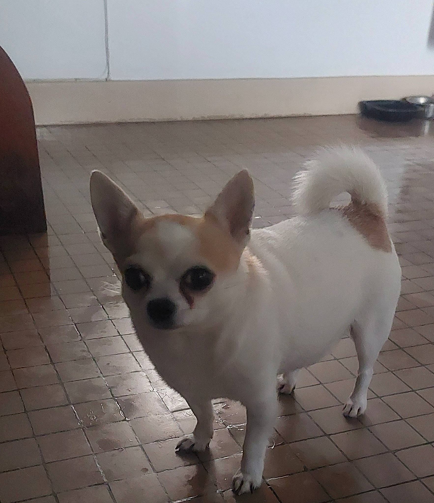 Poupy a rejoint le concours — aidez-le/la à gagner de superbes lots ! ancient_dog_breeds, canidae, carnivore, companion_dog, dog, dog_breed, fawn, flooring, fur, non_sporting_group, sporting_group, tail, terrestrial_animal, toy_dog, whiskers, working_animal