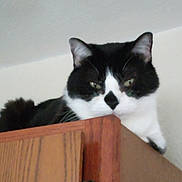 Asha is registered to the contest to win money with this photo: cat, black_and_white, feline, pet, indoor, wooden_cabinet, relaxed, perched, animal, fur, whiskers, ears, nose, face, domestic_cat, home, resting, looking_down, furniture, quiet