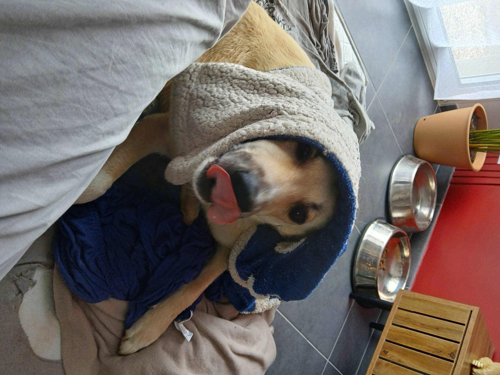 Dora participe au concours pour gagner de l'argent avec cette photo : canidae, carnivore, chair, comfort, companion_dog, dog, dog_breed, eyewear, fawn, flooring, fur, goggles, room, sitting, snout, sporting_group, sunglasses, t_shirt, wood, working_animal