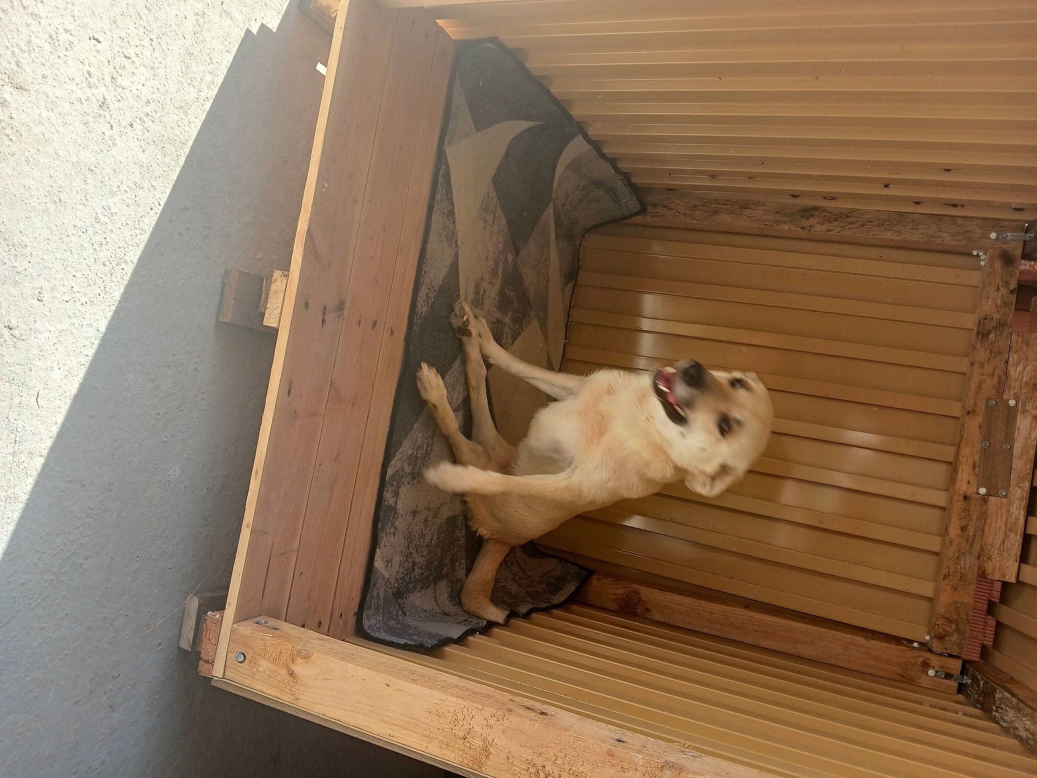 Dora a rejoint le concours — aidez-le/la à gagner de superbes lots ! canidae, carnivore, companion_dog, dog, dog_breed, dog_supply, fawn, flooring, hardwood, non_sporting_group, pet_supply, plywood, snout, sporting_group, tail, toy_dog, wood, working_animal