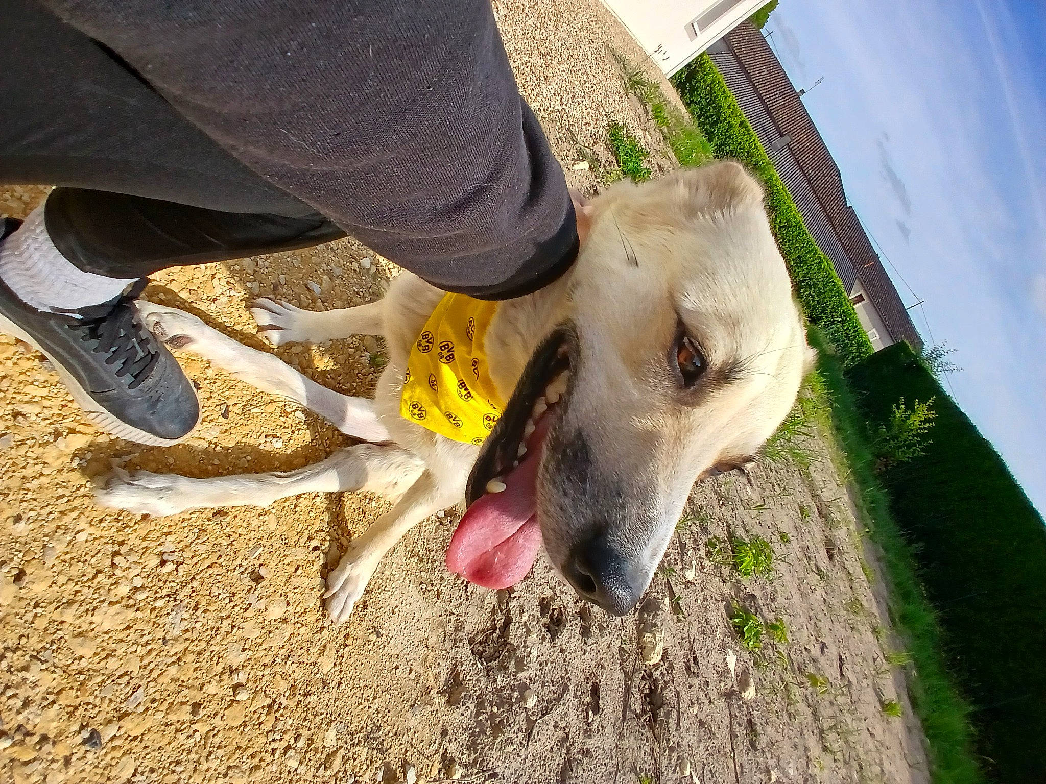 Dora participe au concours pour gagner de l'argent avec cette photo : canidae, carnivore, cloud, companion_dog, dog, dog_breed, fawn, foot, grass, human_leg, livestock, non_sporting_group, paw, plant, sky, soil, sporting_group, street_dog, terrestrial_animal, working_animal