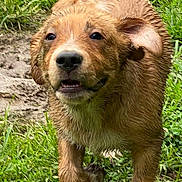 Max is registered to the contest to win money with this photo: puppy, dog, muddy, running, grass, outdoor, playful, happy, golden_retriever, animal, pet, wet, nature, young_dog, canine, close_up, fur, energetic, mud, daylight