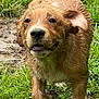 puppy, dog, muddy, running, grass, outdoor, playful, happy, golden_retriever, animal, pet, wet, nature, young_dog, canine, close_up, fur, energetic, mud, daylight