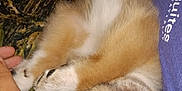 Max is registered to the contest to win money with this photo: puppy, dog, sleeping, closeup, paw, nose, fur, hand, blanket, resting, cute, pet, animal, cozy, relaxation, indoor, snuggle, brown_fur, white_fur, portrait