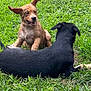 dog, puppy, grass, outdoor, playful, animal, pet, nature, greenery, canine, happy, fur, ears, mammal, laying_down, young, two_dogs, friendship, daylight, field