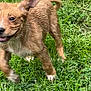 puppy, dog, grass, outdoor, happy, running, playful, muddy, ears, smile, animal, pet, young, nature, fur, canine, active, greenery, grass_field, joyful