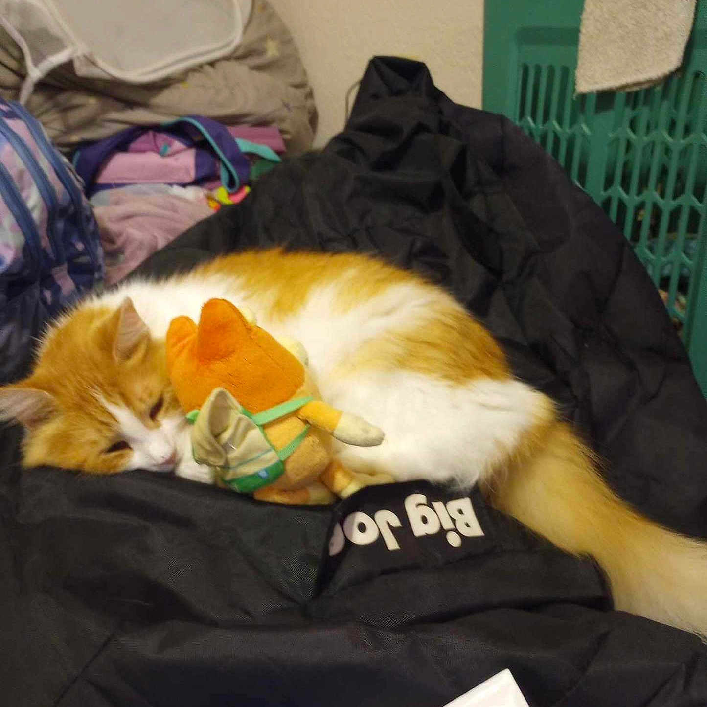 Snickers joined the competition — help win amazing prizes! abyssinian, animal, bag, baggage, basket, bed, bedroom, blanket, cat, couch, furniture, indoors, kitten, laundry, person, pet, plastic, plasticbag, room, sleeping