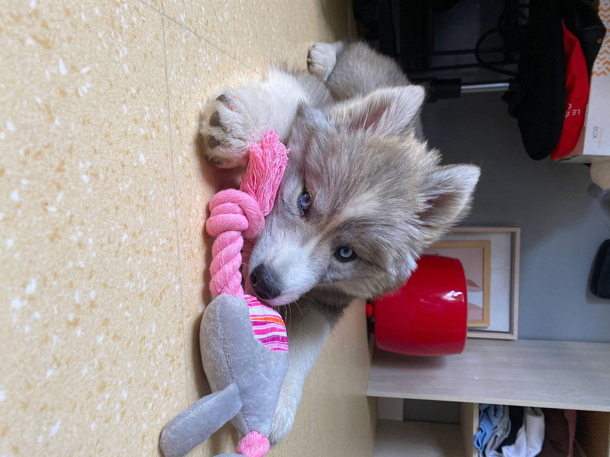 Tahis a rejoint le concours — aidez-le/la à gagner de superbes lots ! canidae, carmine, carnivore, comfort, companion_dog, dog, dog_breed, dog_supply, fawn, felidae, foot, fur, paw, pink, small_terrier, small_to_medium_sized_cats, snout, terrier, toy_dog, whiskers