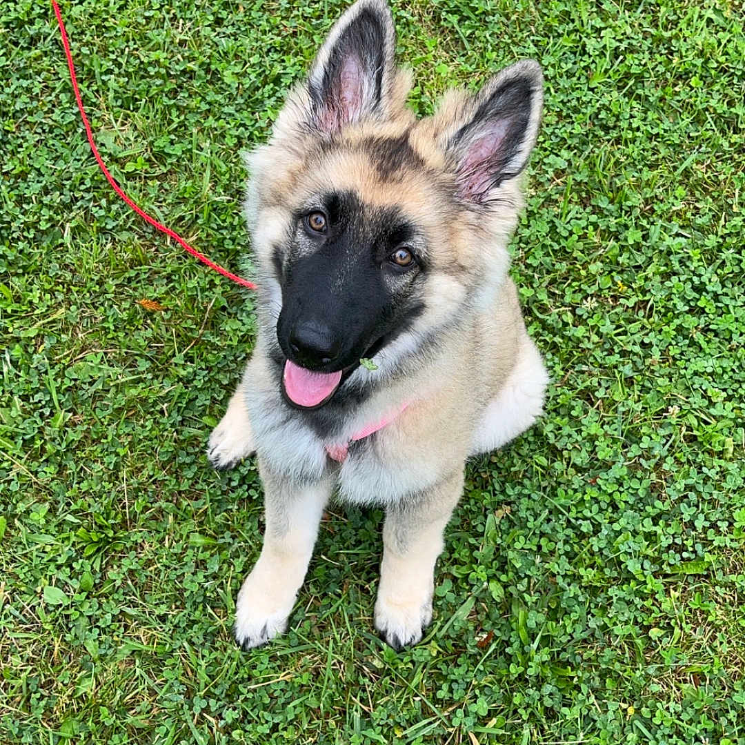 Kyahra a rejoint le concours — aidez-le/la à gagner de superbes lots ! accessories, animal, ball, canine, dog, germanshepherd, grass, husky, lawn, leash, nature, outdoors, pet, plant, puppy, sport, strap, tennis, tennisball, yard