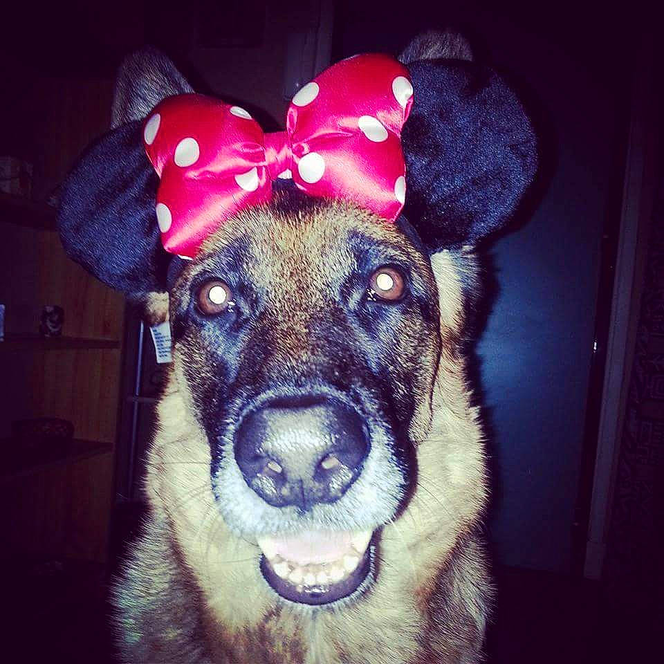 Honey participe au concours pour gagner de l'argent avec cette photo : canidae, carnivore, cool, dog, dog_breed, ear, eye, fawn, fur, head, love, night, nose, puppy, selfie, sky, snout, whiskers