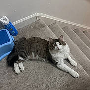 Benny is registered to the contest to win money with this photo: cat, tabby_cat, white_cat, carpet, stairs, pet, feline, domestic_cat, relaxed, indoor, home, step_stool, disinfectant_spray, curious, fluffy, animal, laying_down, looking_at_camera, four_legs, whiskers