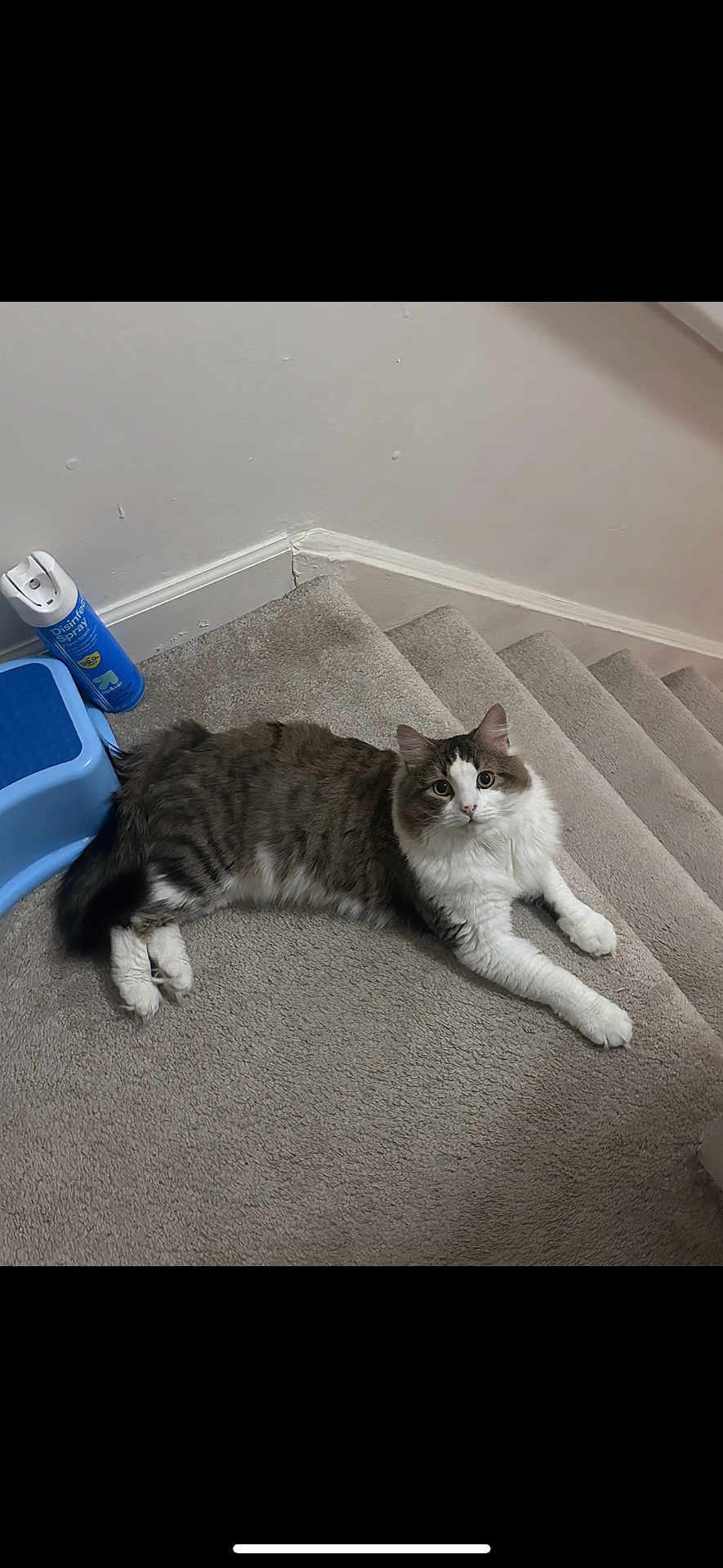 Benny is registered to the contest to win money with this photo: cat, tabby_cat, white_cat, carpet, stairs, pet, feline, domestic_cat, relaxed, indoor, home, step_stool, disinfectant_spray, curious, fluffy, animal, laying_down, looking_at_camera, four_legs, whiskers
