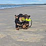 Tucker And Todd joined the competition — help win amazing prizes! dog, dachshund, beach, sand, toy, playful, animal, pet, outdoor, water, sea, nature, canine, two_dogs, companionship, fun, fetch, summer, sunny, cute