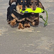 Tucker And Todd joined the competition — help win amazing prizes! dog, puppy, dachshund, beach, sand, toy, playful, running, outdoor, animal, pet, cute, brown, black, fun, companions, nature, active, daytime, two