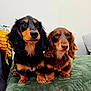 dog, dachshund, pet, animal, cute, fur, indoor, portrait, two_animals, companion, brown, black, long_ears, looking_up, sitting, close_up, couch, blanket, domestic_animal, friendship