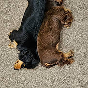 Tucker And Todd joined the competition — help win amazing prizes! animal, black_dog, brown_dog, canine, carpet, companion, cozy, cute, dachshund, dog, domestic_animal, fur, indoor, nap, pet, relaxing, resting, side_by_side, sleeping, two_dogs