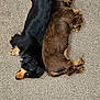 dog, dachshund, black_dog, brown_dog, sleeping, carpet, indoor, pet, animal, cute, fur, resting, side_by_side, two_dogs, canine, domestic_animal, companion, cozy, relaxing, nap
