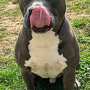 Riley participe au concours pour gagner de l'argent avec cette photo : animal, backyard, canine, cute, dog, ears, friendly, fur, grass, grey, muzzle, nose, outdoor, paw, pet, playful, sitting, sunlight, tongue, white