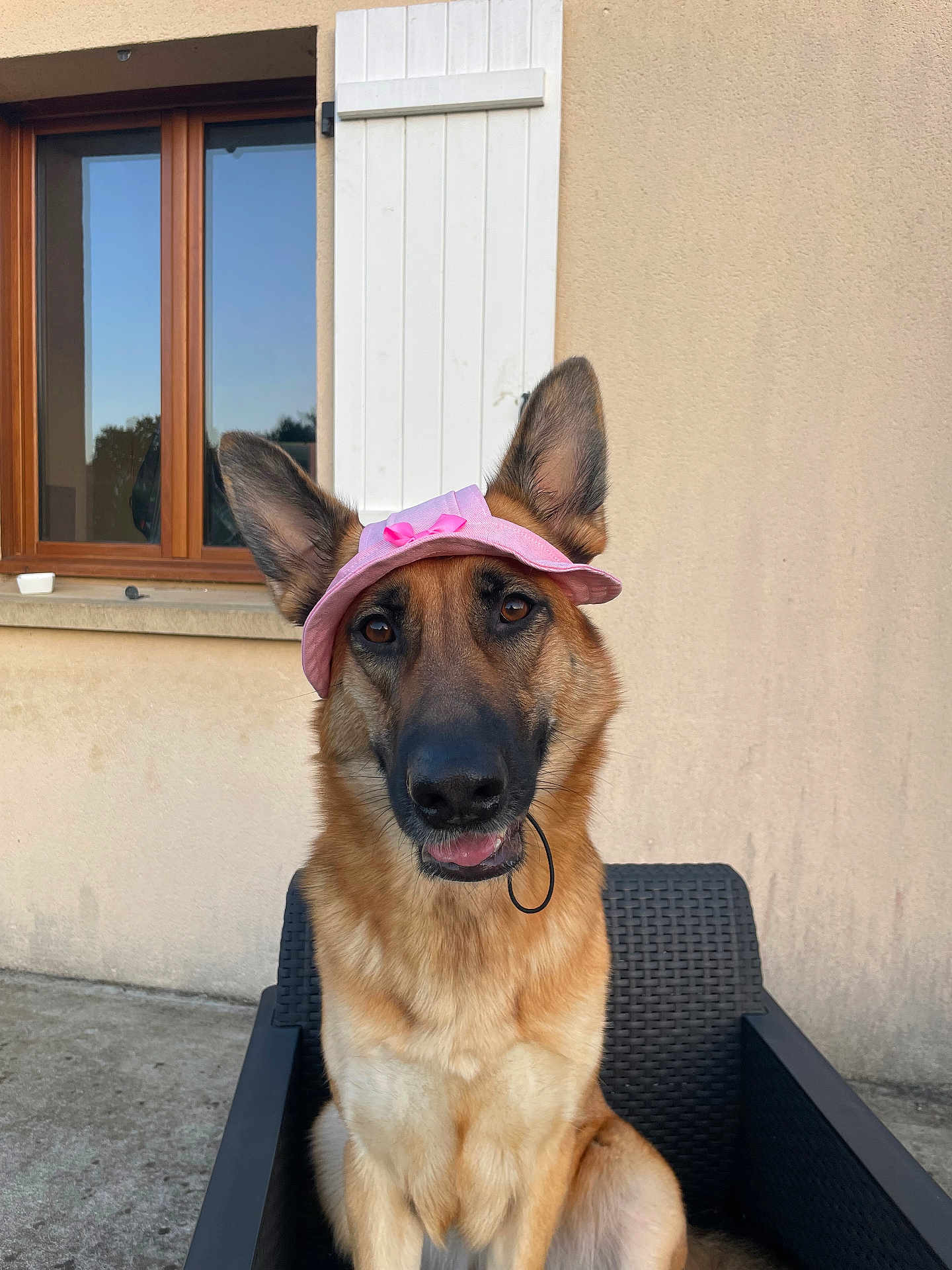 Chelsea a rejoint le concours — aidez-le/la à gagner de superbes lots ! dog, german_shepherd, hat, pink_hat, chair, outdoor, pet, animal, window, reflection, building_wall, sitting, looking_at_camera, fur, ears, tongue_out, collar, sunlight, daytime, playful