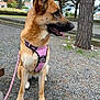 Chelsea participe au concours pour gagner de l'argent avec cette photo : dog, german_shepherd, pink_harness, leash, outdoor, park, gravel, tree, pet, canine, animal, sitting, tongue_out, ears_up, nature, daylight, fur, alert, mammal, companion