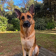Chelsea a rejoint le concours — aidez-le/la à gagner de superbes lots ! dog, german_shepherd, outdoor, nature, trees, greenery, wooden_deck, pet, canine, animal, forest, sunlight, grass, ears, fur, alert, sitting, daytime, park, background