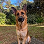dog, german_shepherd, outdoor, nature, trees, greenery, wooden_deck, pet, canine, animal, forest, sunlight, grass, ears, fur, alert, sitting, daytime, park, background