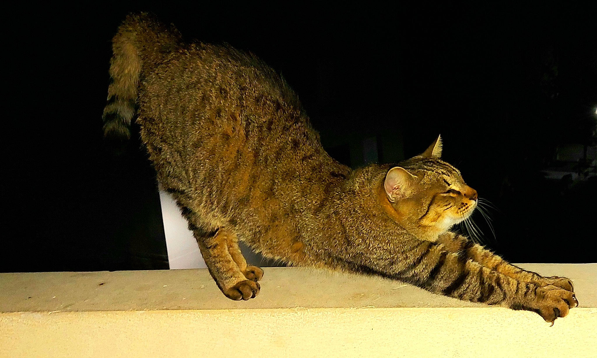 Chico a rejoint le concours — aidez-le/la à gagner de superbes lots ! american_bobtail, asian, california_spangled, carnivore, cat, chausie, domestic_short_haired_cat, dragon_li, european_shorthair, felidae, mammal, ocicat, pixie_bob, rusty_spotted_cat, small_to_medium_sized_cats, tabby_cat, tail, vertebrate, whiskers, wild_cat