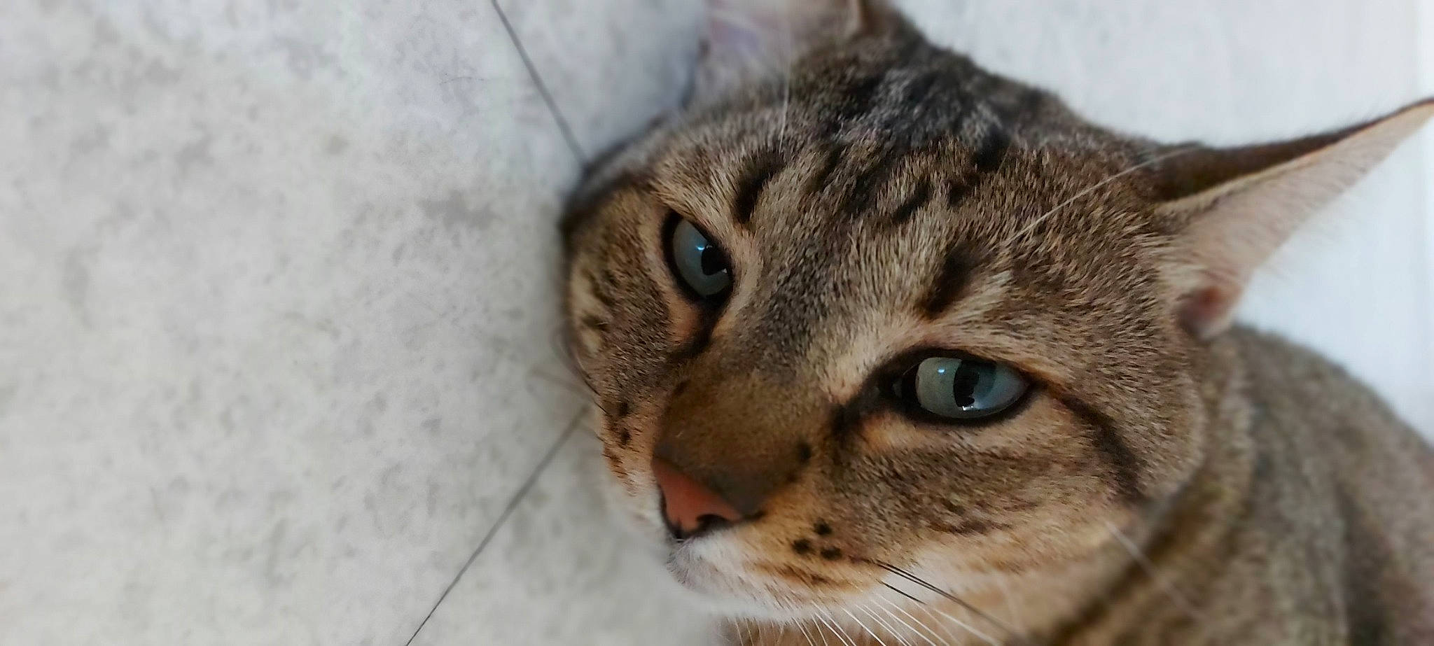 Chico a rejoint le concours — aidez-le/la à gagner de superbes lots ! aegean_cat, asian, australian_mist, bengal, california_spangled, carnivore, cat, close_up, domestic_short_haired_cat, dragon_li, european_shorthair, eye, felidae, mammal, ocicat, small_to_medium_sized_cats, snout, tabby_cat, vertebrate, whiskers