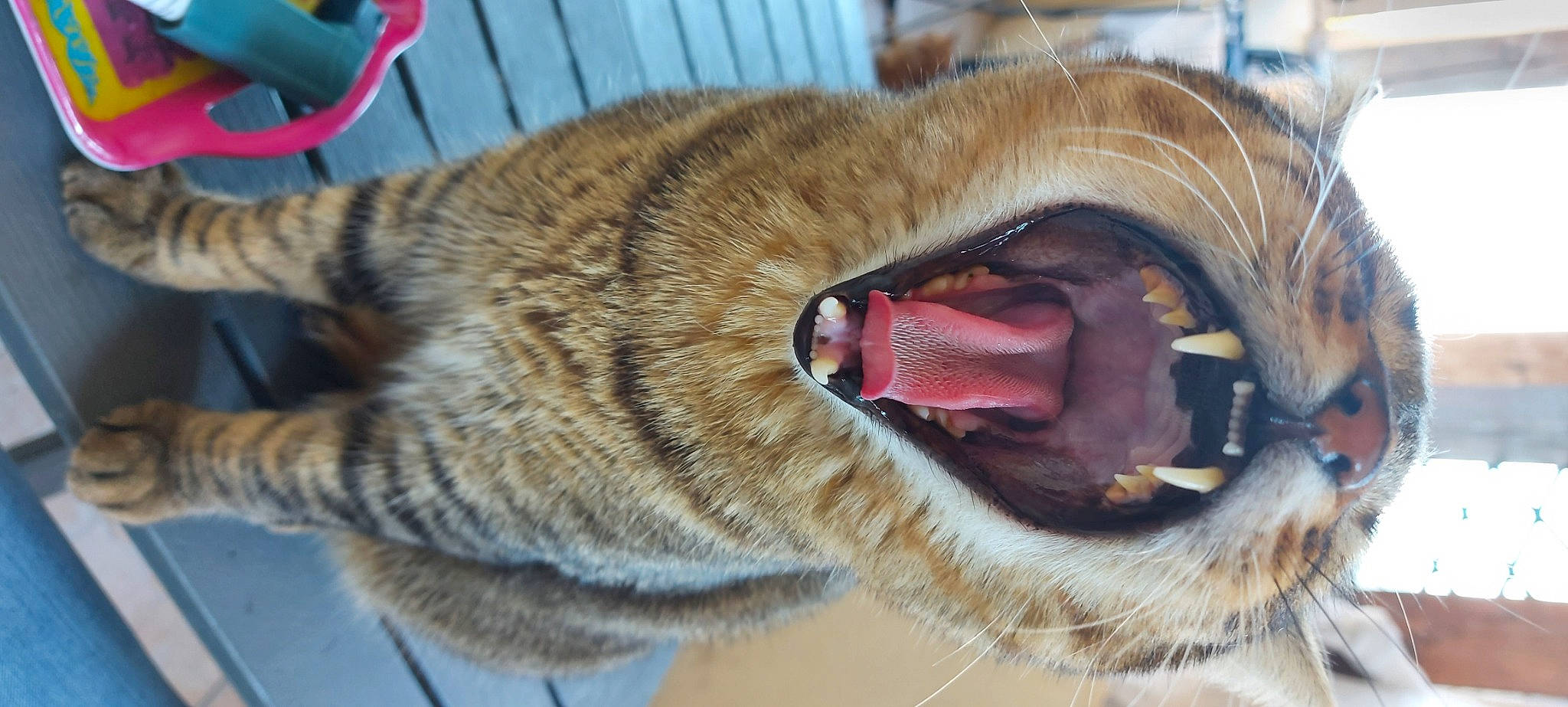 Chico a rejoint le concours — aidez-le/la à gagner de superbes lots ! canidae, carnivore, cat, dog_breed, eye, facial_expression, felidae, fur, jaw, mouth, nose, organ, roar, snout, tabby_cat, tongue, tooth, whiskers, yawn