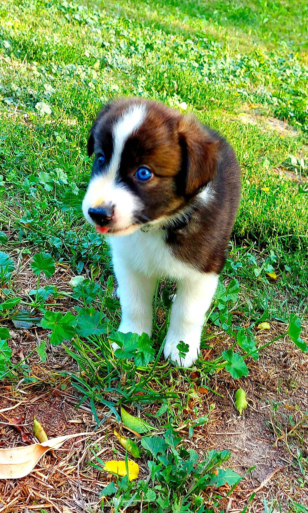 Naos a rejoint le concours — aidez-le/la à gagner de superbes lots ! australian_shepherd, canidae, carnivore, companion_dog, dog, dog_breed, drentse_patrijshond, english_shepherd, mammal, miniature_australian_shepherd, puppy, rare_breed_dog, sporting_group, vertebrate, welsh_sheepdog