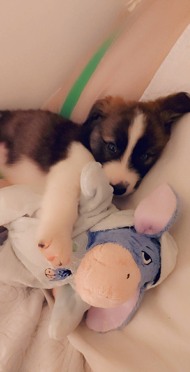 Naos participe au concours pour gagner de l'argent avec cette photo : canidae, carnivore, companion_dog, dog, dog_breed, mammal, puppy, siberian_husky, sporting_group