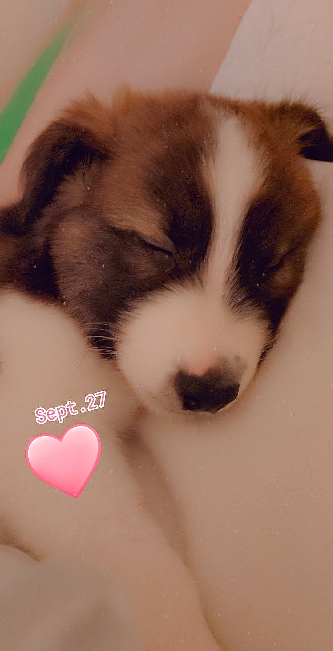 Naos participe au concours pour gagner de l'argent avec cette photo : australian_shepherd, canidae, carnivore, companion_dog, dog, dog_breed, mammal, miniature_australian_shepherd, puppy, puppy_love, siberian_husky, snout, sporting_group