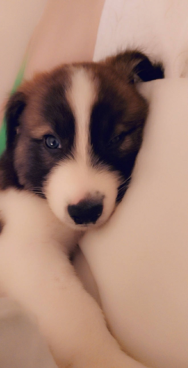 Naos participe au concours pour gagner de l'argent avec cette photo : australian_shepherd, border_collie, canidae, carnivore, dog, dog_breed, herding_dog, mammal, nose, puppy, siberian_husky, snout, vertebrate, welsh_sheepdog, working_dog