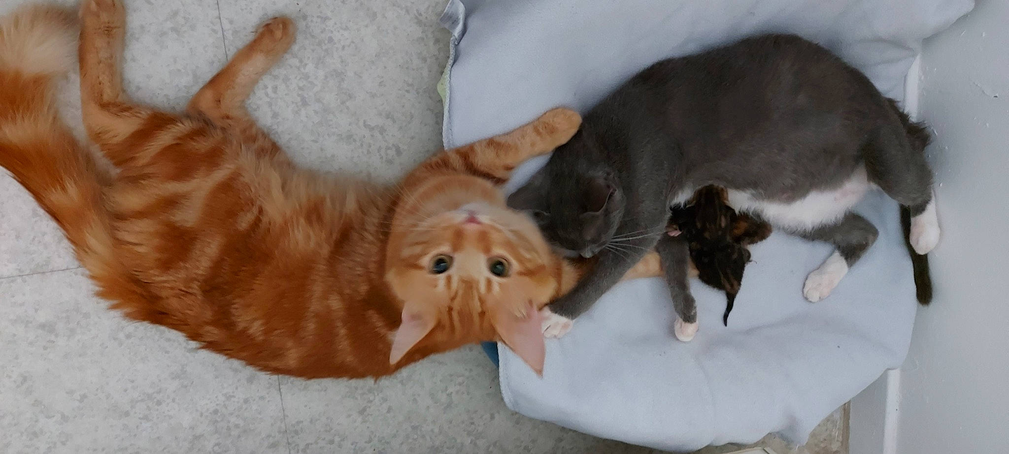 Chica a rejoint le concours — aidez-le/la à gagner de superbes lots ! canidae, carnivore, cat, companion_dog, dog_breed, fawn, felidae, fur, kitten, mammal, nova_scotia_duck_tolling_retriever, small_to_medium_sized_cats, whiskers