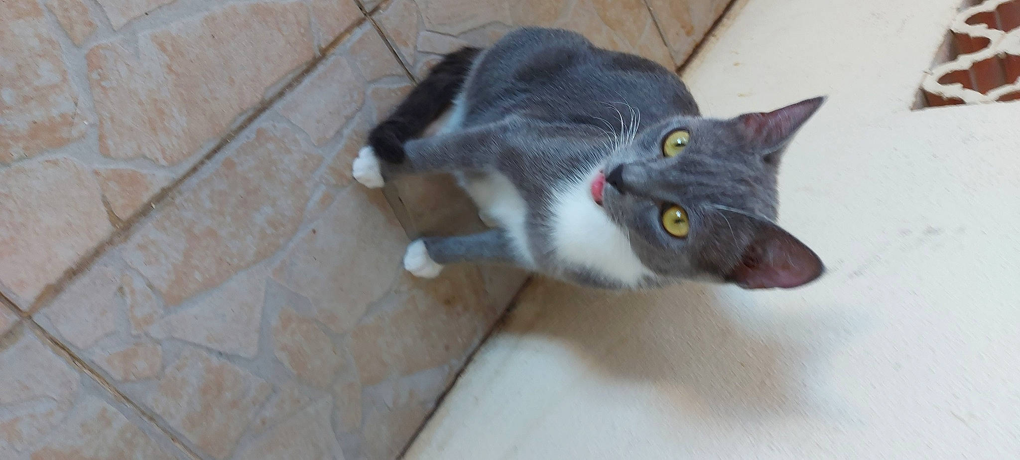 Chica a rejoint le concours — aidez-le/la à gagner de superbes lots ! carnivore, cat, domestic_short_haired_cat, european_shorthair, eye, felidae, korat, mammal, polydactyl_cat, russian_blue, small_to_medium_sized_cats, snout, whiskers