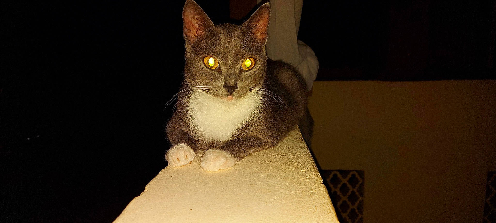 Chica participe au concours pour gagner de l'argent avec cette photo : aegean_cat, american_wirehair, asian, carnivore, cat, domestic_short_haired_cat, felidae, javanese, kitten, mammal, oriental_shorthair, small_to_medium_sized_cats, snout, whiskers