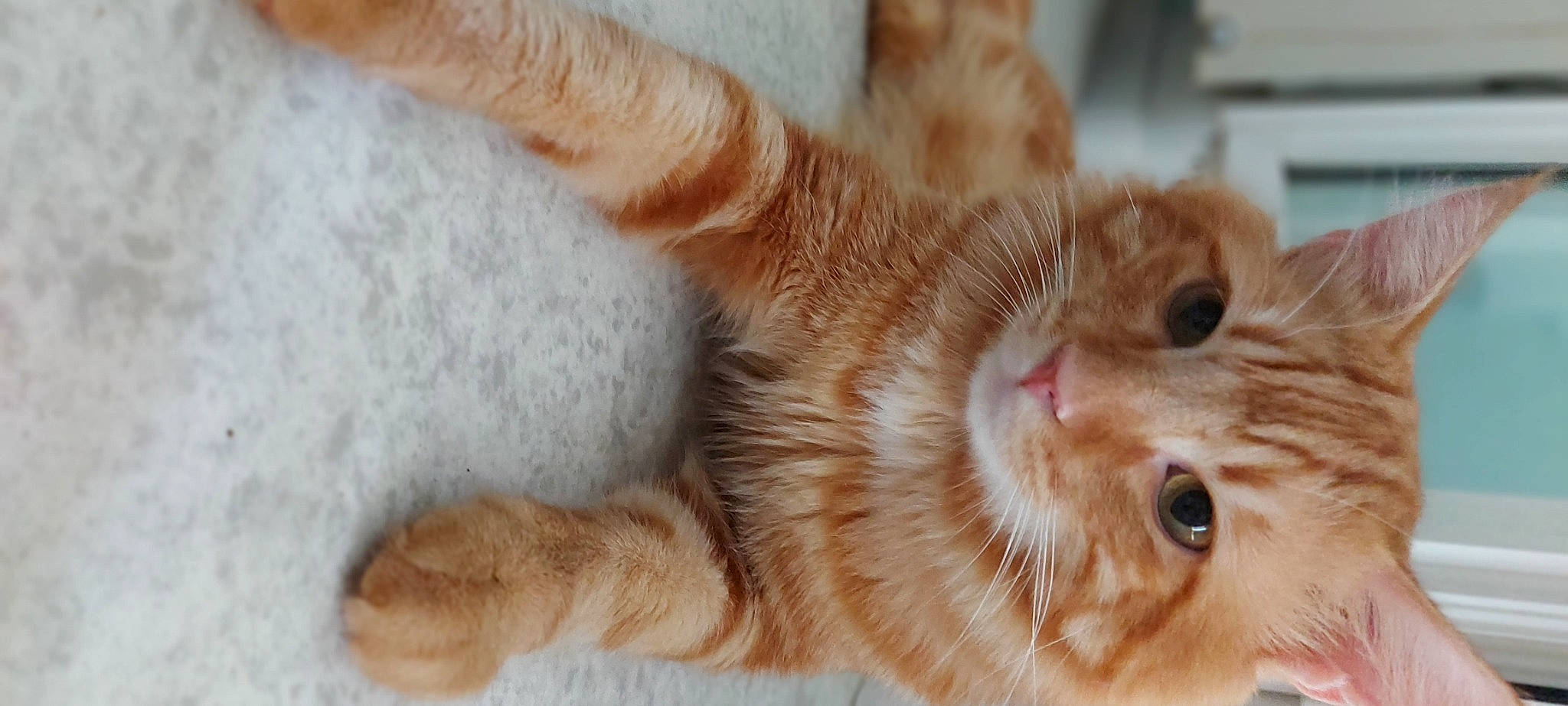 Charly a rejoint le concours — aidez-le/la à gagner de superbes lots ! carnivore, cat, claw, close_up, domestic_short_haired_cat, european_shorthair, fawn, felidae, fur, kitten, nose, organism, paw, polydactyl_cat, scottish_fold, small_to_medium_sized_cats, snout, tabby_cat, tail, whiskers