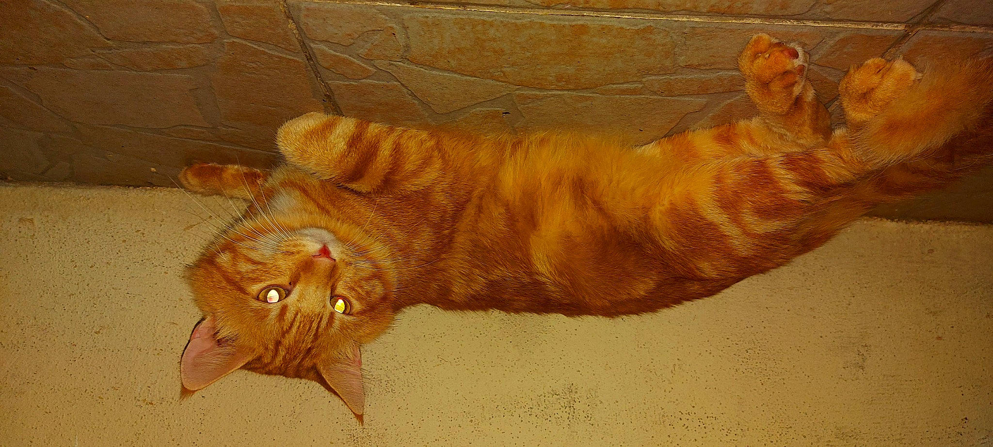 Charly a rejoint le concours — aidez-le/la à gagner de superbes lots ! arabian_mau, carnivore, cat, claw, domestic_short_haired_cat, european_shorthair, fawn, felidae, fur, small_to_medium_sized_cats, tabby_cat, tail, whiskers