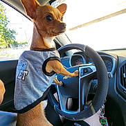 Toby is registered to the contest to win money with this photo: dog, small_dog, brown_dog, shirt, car_interior, steering_wheel, person, lap, keys, sunlight, window, dashboard, seat, pet, animal, vehicle, cute, casual, daytime, shadow