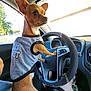 dog, small_dog, brown_dog, shirt, car_interior, steering_wheel, person, lap, keys, sunlight, window, dashboard, seat, pet, animal, vehicle, cute, casual, daytime, shadow
