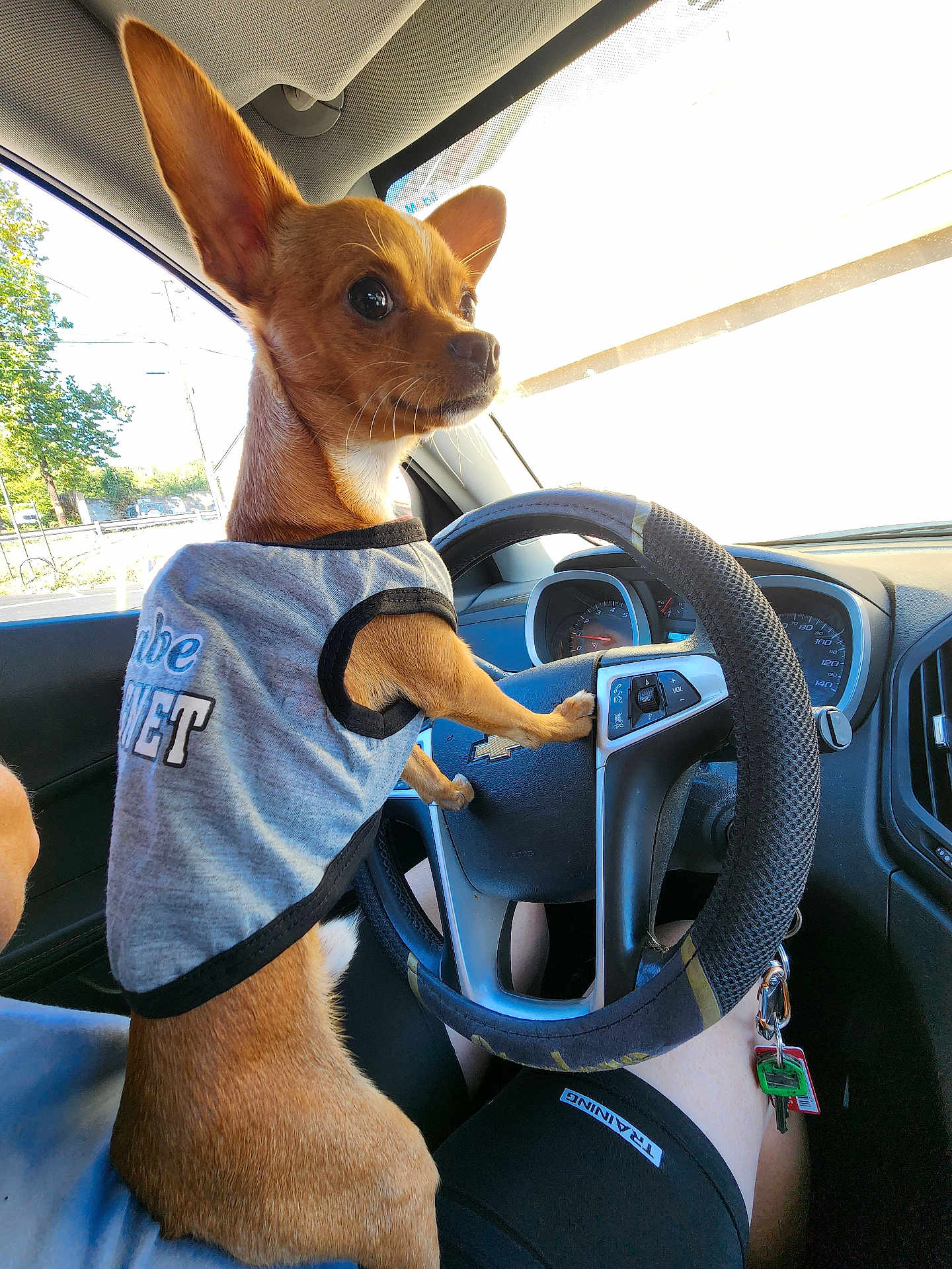 Toby is registered to the contest to win money with this photo: dog, small_dog, brown_dog, shirt, car_interior, steering_wheel, person, lap, keys, sunlight, window, dashboard, seat, pet, animal, vehicle, cute, casual, daytime, shadow