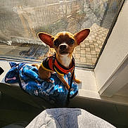 Toby joined the competition — help win amazing prizes! animal, blanket, chihuahua, curious, daylight, dog, ears, floor, human_clothing, indoor, leash, orange_harness, pavement_outside, pet, reflection, seated, shadow, small_dog, sunlight, window