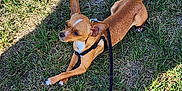 Toby is registered to the contest to win money with this photo: alert, animal, canine, curious, daytime, dog, ears, fur, grass, harness, leash, nature, outdoor, paw, pet, resting, shadow, small_dog, sunlight, tan_dog
