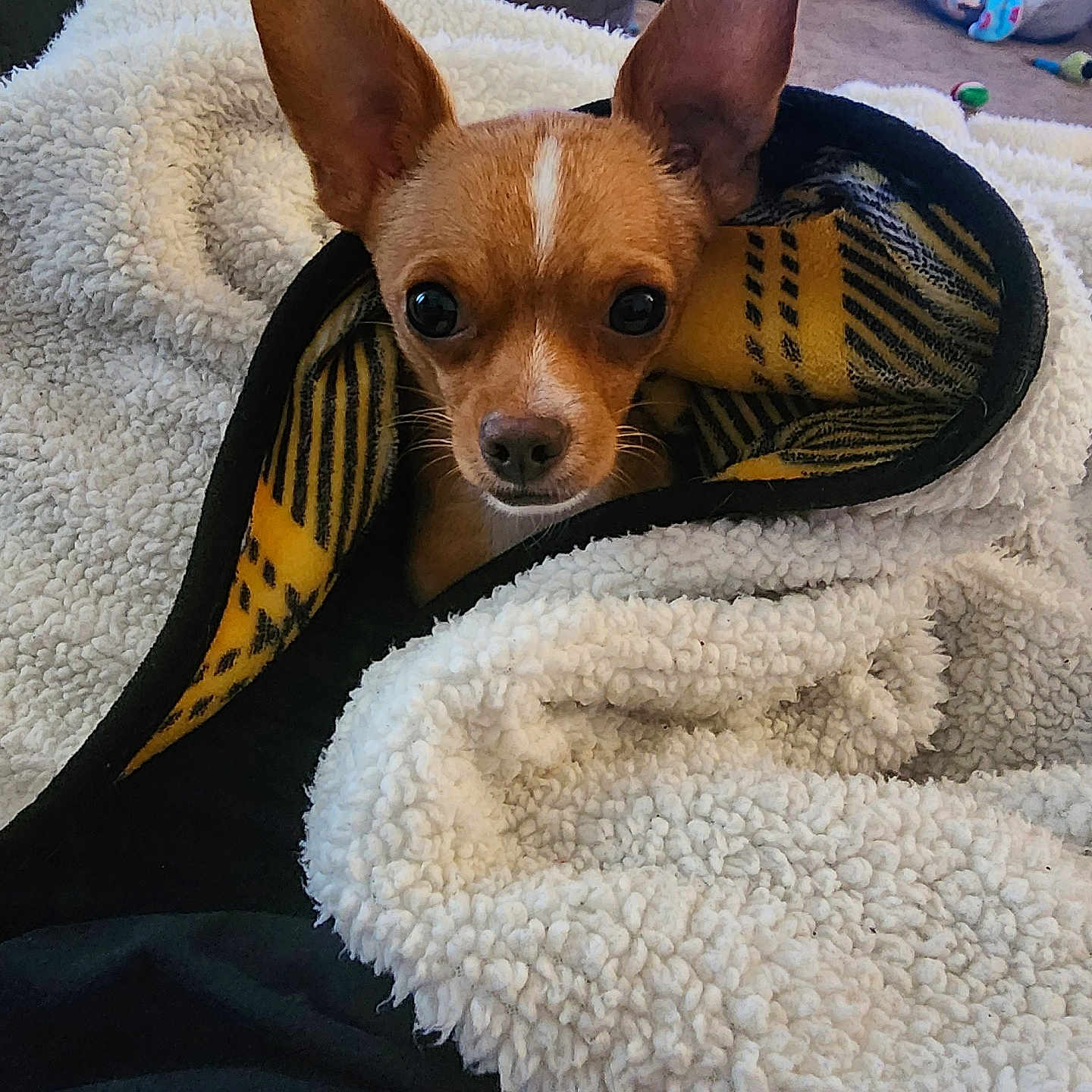 Toby is registered to the contest to win money with this photo: blanket, carpet, chihuahua, comfort, couch, cozy, cute, dog, ears, face, fur, home, indoor, looking, pet, relaxing, small_dog, snug, toy, wrapped