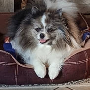 Swayze is registered to the contest to win money with this photo: animal, bunny_figurine, companion, cozy, cute, decor, dog, fluffy, furry, happy, home, indoor, pet_bed, relaxed, resting, small_dog, tile_floor, tongue_out, toy, wooden_wall