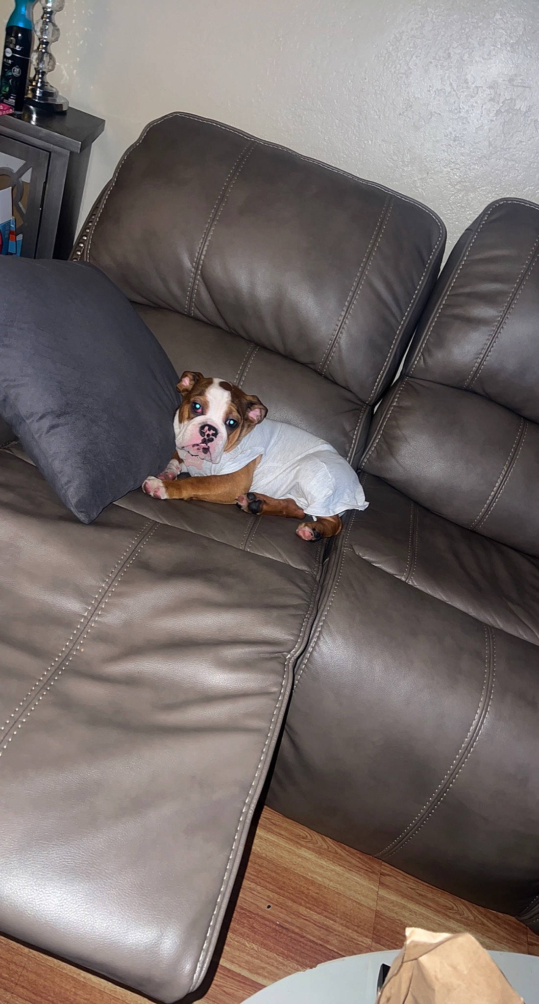 Quila is registered to the contest to win money with this photo: brown, carnivore, comfort, companion_dog, couch, dog, dog_breed, fawn, flooring, furniture, hardwood, house, liver, living_room, pillow, room, sofa_bed, sporting_group, studio_couch, working_animal