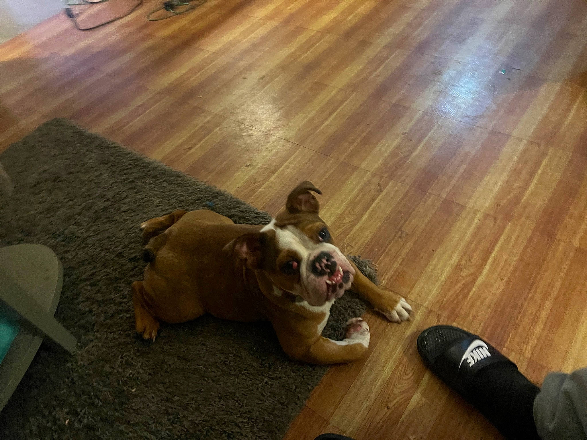 Quila joined the competition — help win amazing prizes! carnivore, comfort, companion_dog, dog, dog_breed, fawn, floor, flooring, hardwood, laminate_flooring, plank, pug, snout, tail, toy_dog, varnish, wood, wood_flooring, wood_stain, working_animal