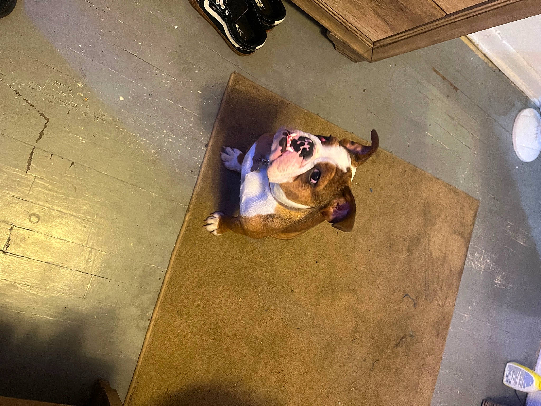 Quila joined the competition — help win amazing prizes! carnivore, ceiling, companion_dog, concrete, dog_breed, eyewear, floor, flooring, fun, hardwood, human_leg, reflection, road_surface, room, shadow, space, sunglasses, thigh, visual_arts, wood
